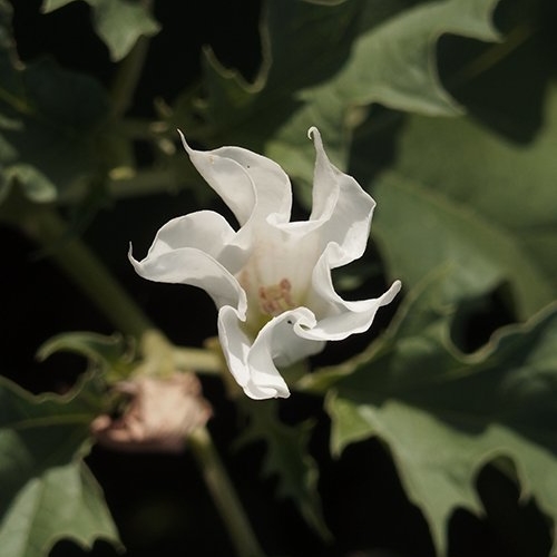 Datura hélicoptif